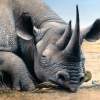 Rhino Nap - Oil On Canvas Paintings - By Simba   Robert Makoni, Oils Painting Artist